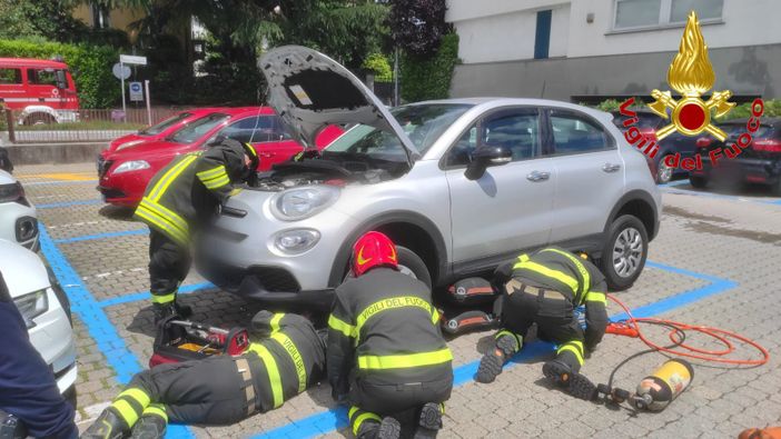 Sesto Calende, gattino incastrato nel motore dell'auto. Per liberarlo servono i vigili del fuoco