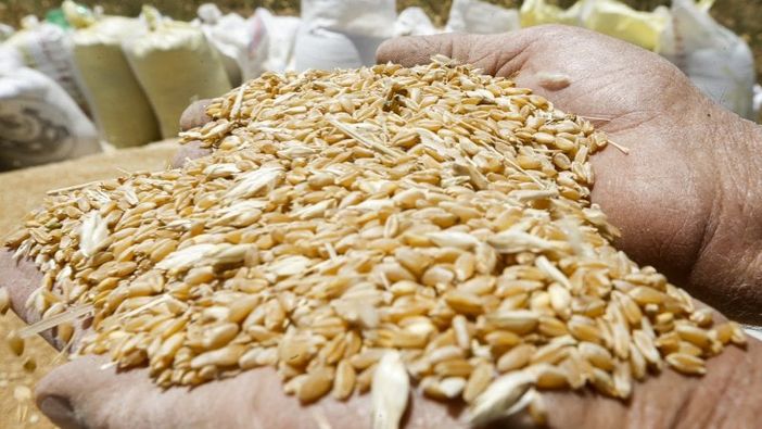 «Bene stangata sul grano di Putin. Tutelare Italia da invasione cereali stranieri» «Bene stangata sul grano di Putin. Tutelare Italia da invasione cereali stranieri»