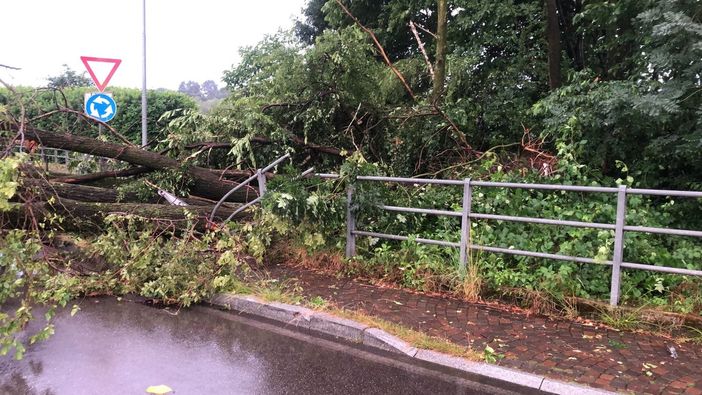 Un albero abbattuto dal nubifragio a Casorate Sempione (foto dalla pagina Facebook del sindaco Cassani) Un albero abbattuto dal nubifragio a Casorate Sempione (foto dalla pagina Facebook del sindaco Cassani)