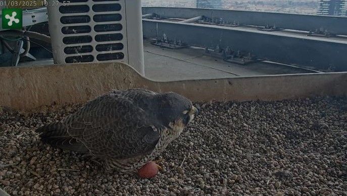 Falchi pellegrini del “Pirellone”, Giulia ha deposto il primo uovo dell’anno Falchi pellegrini del “Pirellone”, Giulia ha deposto il primo uovo dell’anno