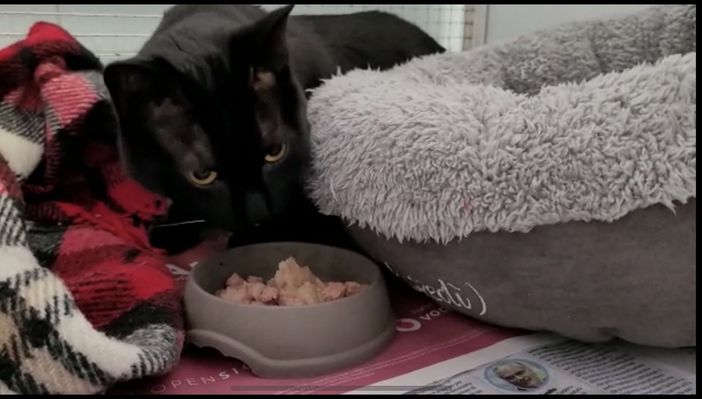 Il micio Ugo riprende timidamente a mangiare