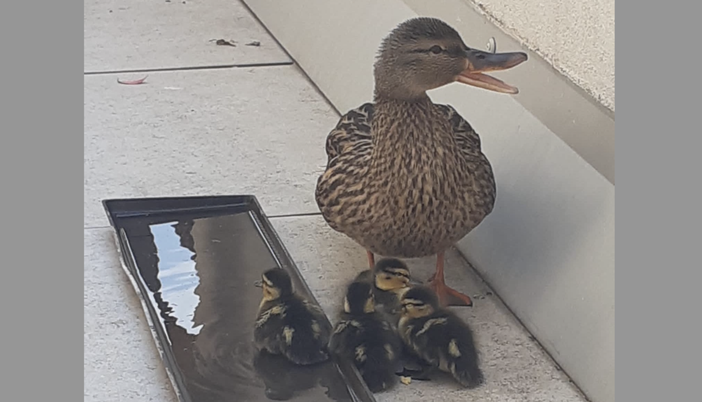 Sette anatroccoli nascono su un balcone a Saronno. Enpa li porta al sicuro Sette anatroccoli nascono su un balcone a Saronno. Enpa li porta al sicuro