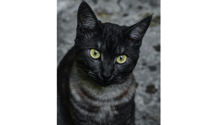 I gatti più belli del mondo in mostra a Carnago