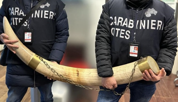 Tradate, sequestrate due zanne di elefante africano