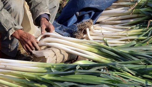 Tutto pronto per la Fiera del porro di Cervere: un evento di eccellenza, frutto del lavoro di una comunità Tutto pronto per la Fiera del porro di Cervere: un evento di eccellenza, frutto del lavoro di una comunità