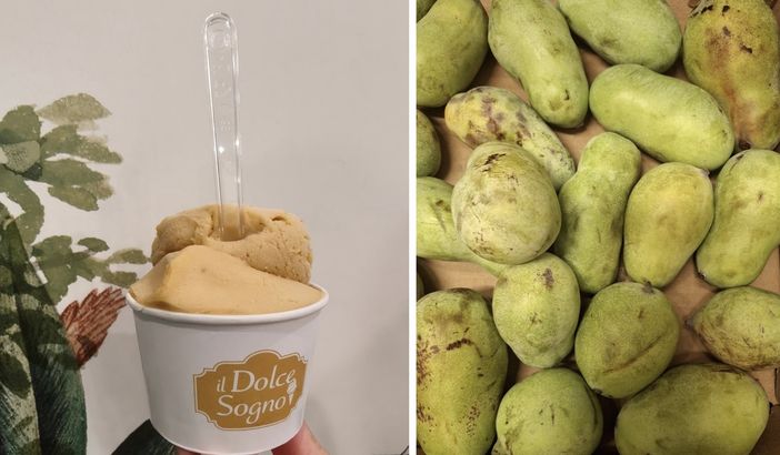 Nel cono un alleato per la ripresa: l’asimina triloba aiuta a rimettersi in moto