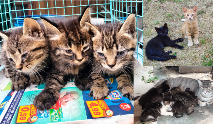 Sono i gattini l'emergenza dell'estate a Busto: «Aiutateci a dare loro una casa»