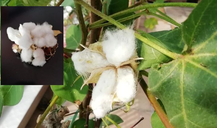 Il cotone made in Busto sui balconi della città