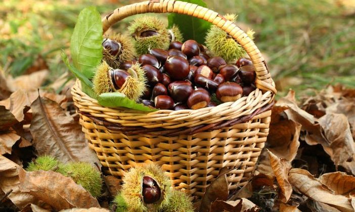 La festa d'autunno a Calipolis La festa d'autunno a Calipolis