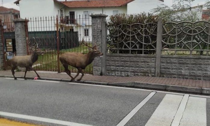 (foto tratta da facebook, Emilio Illiano). Nelle foto si vedono due cervi ma gli avvistamenti parlano con certezza di tre animali