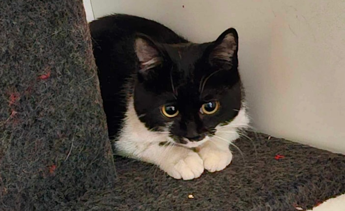 Una gattina ha viaggiato su un camion da Busto alla Svizzera. L'appello: «È di qualcuno?» Una gattina ha viaggiato su un camion da Busto alla Svizzera. L'appello: «È di qualcuno?»