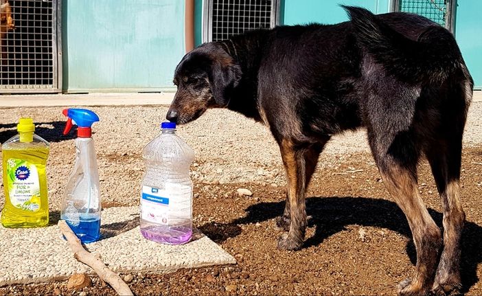 L'appello di Piff: «Amico, ci regali i detersivi e aiuti a tenere il canile pulito?» L'appello di Piff: «Amico, ci regali i detersivi e aiuti a tenere il canile pulito?»