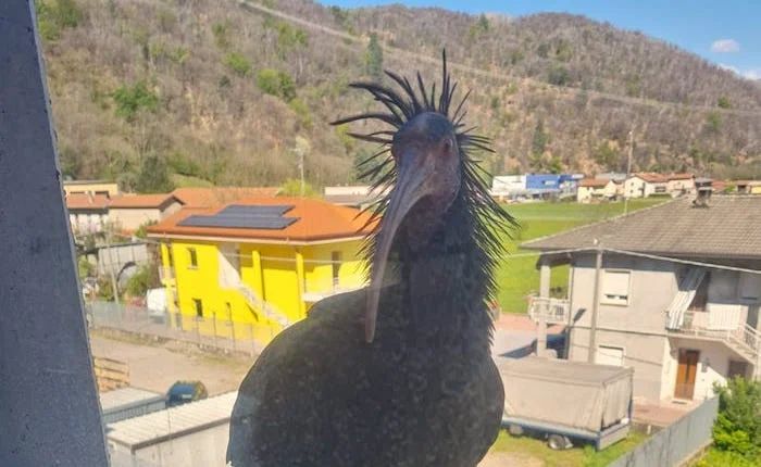 L'esemplare di Iris Eremita avvistato a Brissago Valtravaglia (foto da Luinonotizie.it)