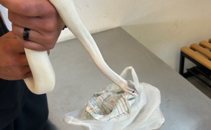 Il rettile sequestrato Il rettile sequestrato