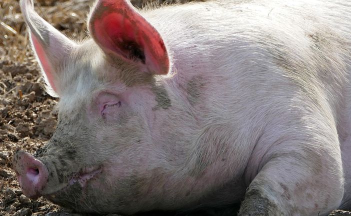 Coldiretti Lombardia: «Stop speculazioni sui maiali» Coldiretti Lombardia: «Stop speculazioni sui maiali»