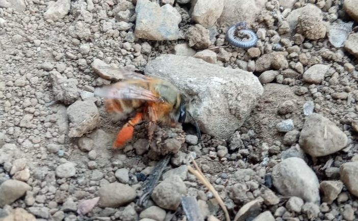 Le api trovano casa al nido Rossini di Busto. «Nascerà un progetto per le scuole»