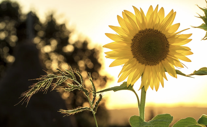 I ragazzi delle Tommaseo in campo contro il riscaldamento globale I ragazzi delle Tommaseo in campo contro il riscaldamento globale