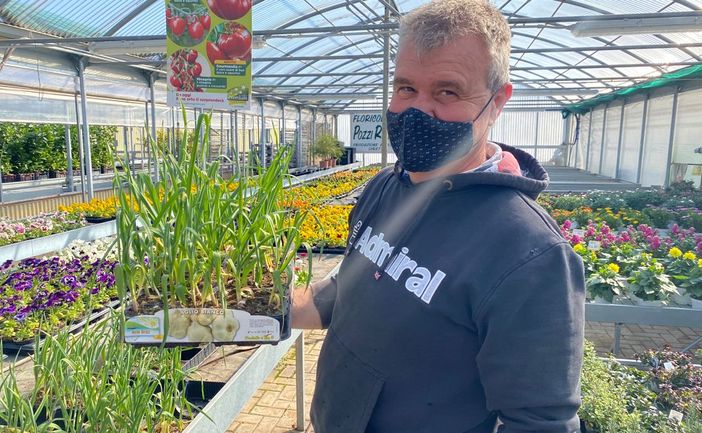 Renato Pozzi nella sua storica floricoltura di via Monte Generoso consiglia di iniziare la stagione degli orti dall'aglio (in foto) e dalle cipolle