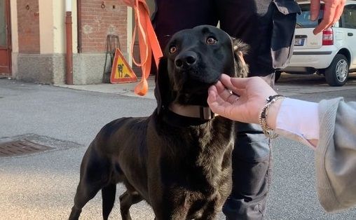 Zorro, il labrador dell'unità cinofila
