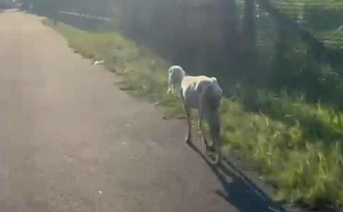 La pecora a spasso per Sant'Anna La pecora a spasso per Sant'Anna