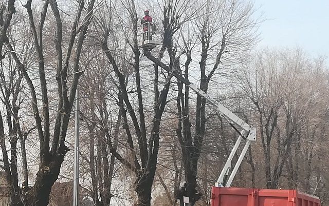 Castellanza interviene sugli olmi pericolosi di viale Borri Castellanza interviene sugli olmi pericolosi di viale Borri