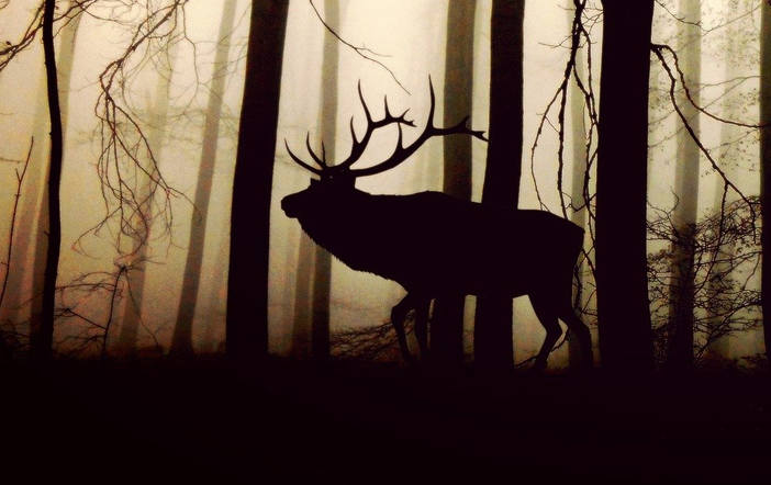 Un cervo ha attraversato l'autostrada a Busto (foto di repertorio)