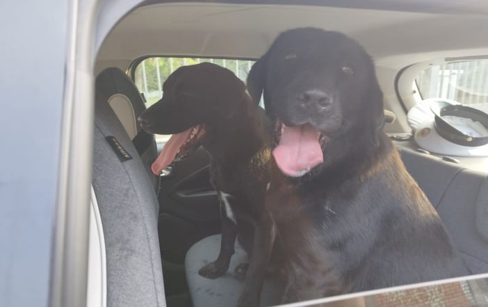 Due cani vagano per la strada. Li salva la Polizia locale di Busto