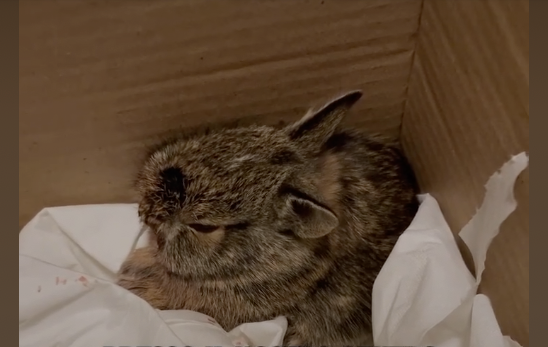 Bonny è grave, ma se ce la farà sarà merito di Sophia che non si è arresa e l'ha portata al rifugio