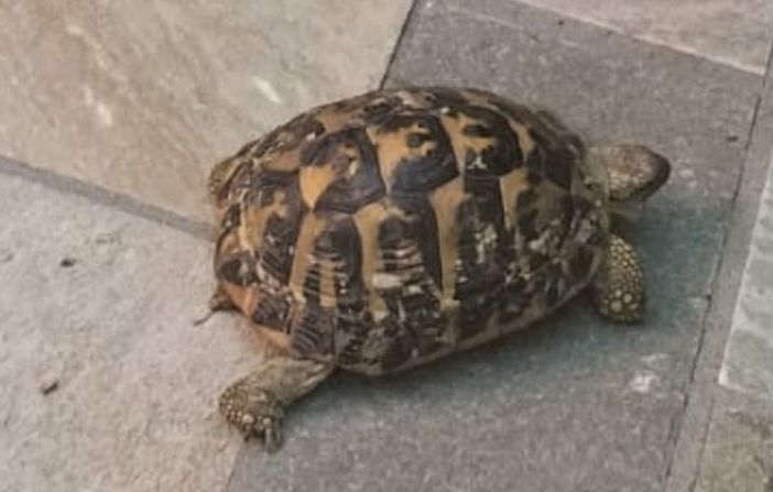 (foto d'archivio) (foto d'archivio)