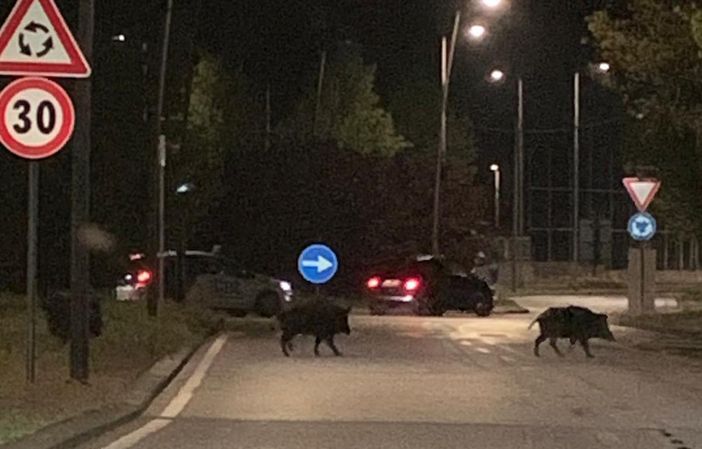 Cinghiali, un incidente ogni 41 ore: Coldiretti lancia l'allarme