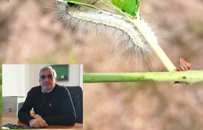 Massiccia presenza di insetti, nuove segnalazioni Massiccia presenza di insetti, nuove segnalazioni