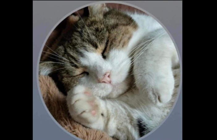 «Il modo migliore per festeggiare i vostri mici? Aiutando quelli in difficoltà»