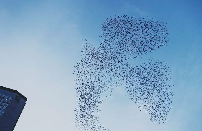 Incredibile a Milano: gli uccelli disegnano in cielo una grande colomba simbolo della pace