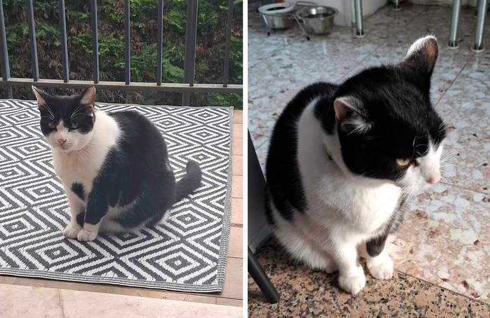 TORNATO. Smarrito a Busto il micio Pepe: «Ha bisogno di cure salvavita»