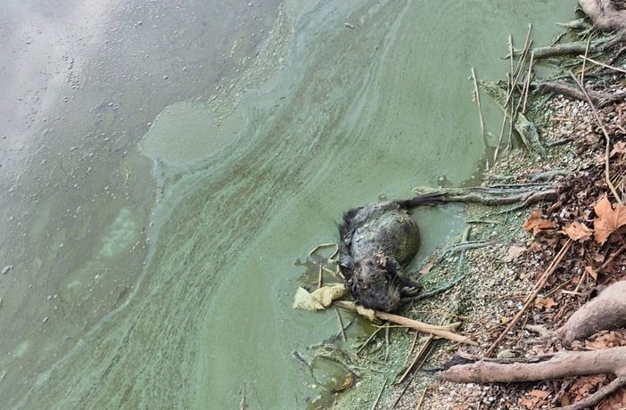 La carcassa dell'animale sulle rive del lago di Varese a Gavirate fotografata dal segretario del Pd Pierluigi Lucchina La carcassa dell'animale sulle rive del lago di Varese a Gavirate fotografata dal segretario del Pd Pierluigi Lucchina