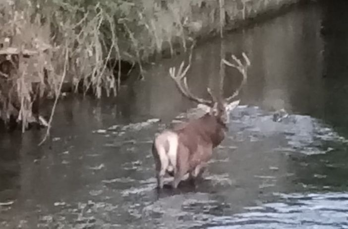 (foto tratta da facebook, gruppo "Oggi in Valle Olona") (foto tratta da facebook, gruppo "Oggi in Valle Olona")