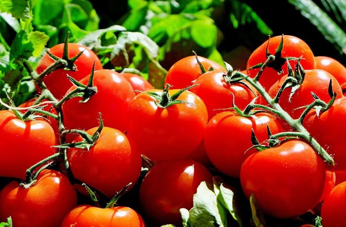 Svizzera, seimila piantine di pomodori distrutte in aeroporto per un virus. Ecco come (e in parte l'esperienza Covid insegna) Svizzera, seimila piantine di pomodori distrutte in aeroporto per un virus. Ecco come (e in parte l'esperienza Covid insegna)