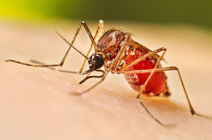 Allarme dengue a Nerviano: scatta la disinfestazione Allarme dengue a Nerviano: scatta la disinfestazione