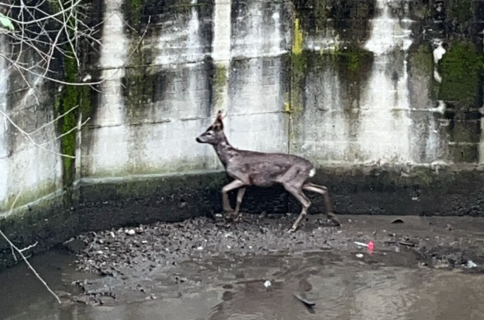 Un daino salvato nell’alveo del Lura: rimesso in libertà nel Parco delle Groane