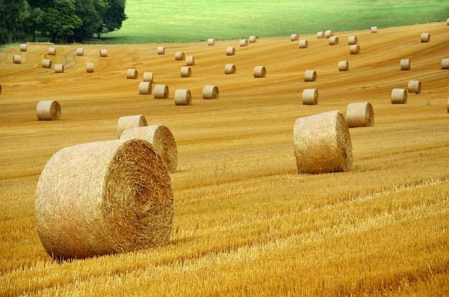 Agricoltura: in provincia di Varese 900mila euro per 28 aziende under 40 Agricoltura: in provincia di Varese 900mila euro per 28 aziende under 40