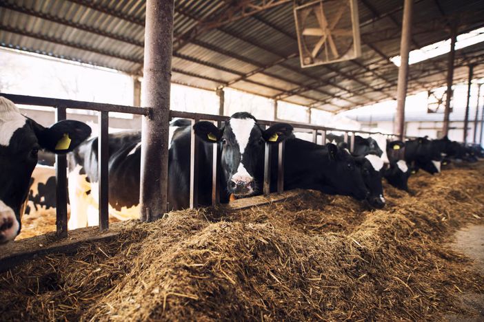 Produzione di latte in calo a causa del caldo nelle stalle del Varesotto