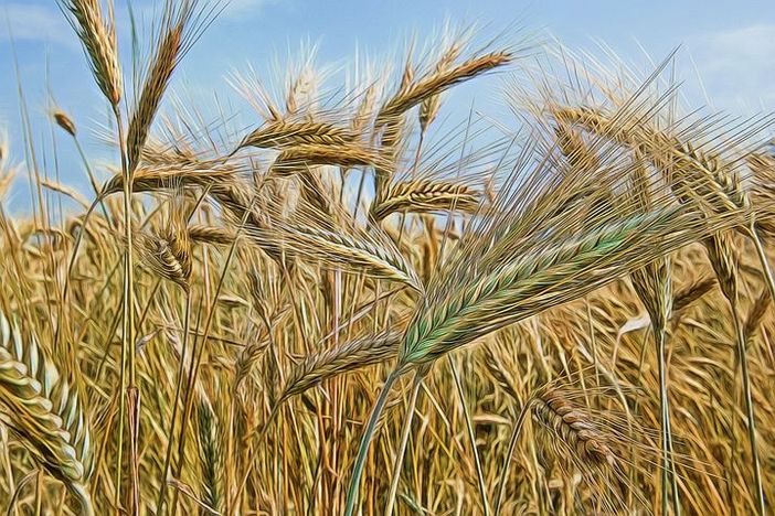 Per secoli la gente mangiò polti/poltiglie di cereali Per secoli la gente mangiò polti/poltiglie di cereali