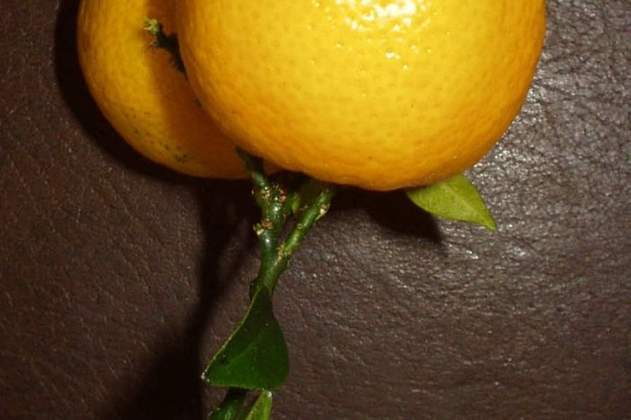 Il chinotto, agrume dimenticato con una ricca storia marinara