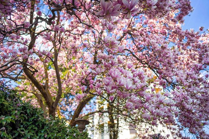 Magnolia in fiore in via Dandolo nella magica foto di Gianluca Bertoni