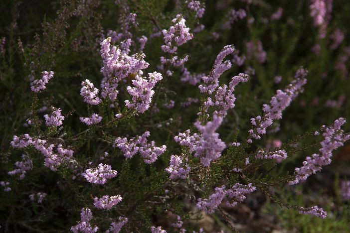 «Il futuro della Lombardia non può essere il consumo di suolo»