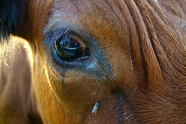 Inter, alla festa scudetto una mucca imbrattata. Parte la denuncia dell’Oipa