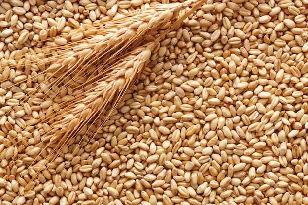 Grano, importazioni dall’estero a + 18% sul 2023: crollo dei prezzi e futuro del settore a rischio Grano, importazioni dall’estero a + 18% sul 2023: crollo dei prezzi e futuro del settore a rischio