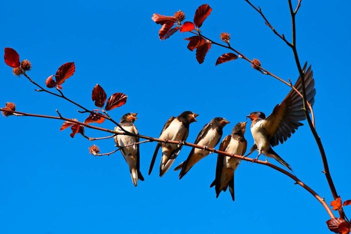 Legnano, accordo tra Comune e Lipu per proteggere le specie di uccelli urbani