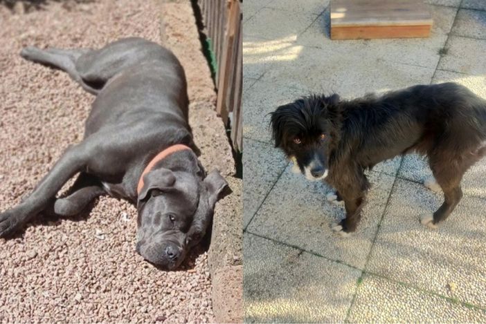 A sinistra Akira, il cane che ha perso la vita, a destra l'altro cane della famiglia