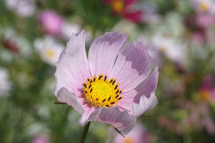 Laudato Si', pedalando o camminando per Busto. E per il bene del pianeta Laudato Si', pedalando o camminando per Busto. E per il bene del pianeta